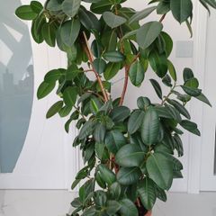 Indoor Plant
