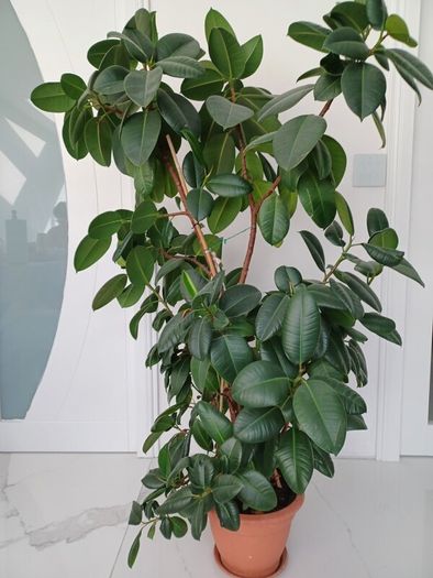 Indoor Plant