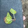 tree Image 4