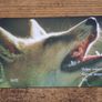 Cyprus Phonecard "Mouflon/Fox", used, 4/2002, 5 Cypriot Pound - free standard postage Image 2