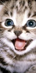 cat for adoption