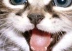 cat for adoption