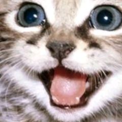 cat for adoption