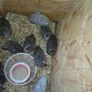 quail Image 5