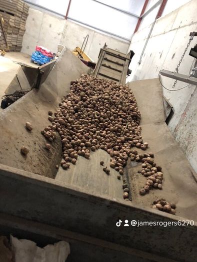 Potato grader