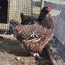 Fertile Hatching Eggs Image 3