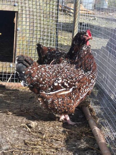 Fertile Hatching Eggs
