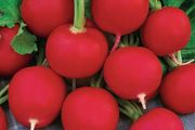 (R) Radish Carmen seeds 3g / Plant in August (125739)
