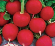(R) Radish Carmen seeds 3g / Plant in August (125739)