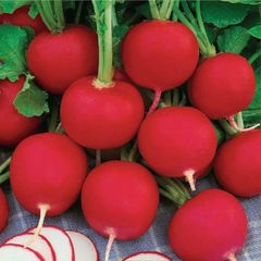 (R) Radish Carmen seeds 3g / Plant in August (125739)