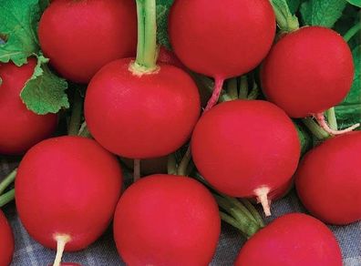 (R) Radish Carmen seeds 3g / Plant in August (125739)