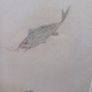 Fish Swimming, signed, painting, D18 Image 3