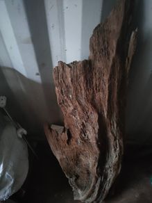 bog wood