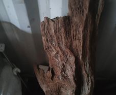 bog wood