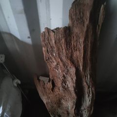 bog wood