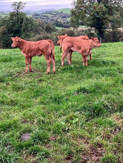 Incalf Heifers for sale