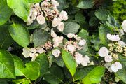garden plants