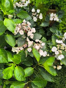 garden plants