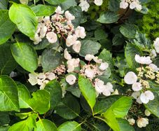 garden plants