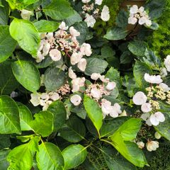 garden plants