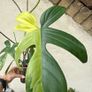 Rare Houseplant Philodendron Florida Beauty Image 4