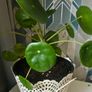 Chinese money plant(with a pot) Image 2