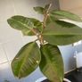 ficus elastica rubber plant Image 2