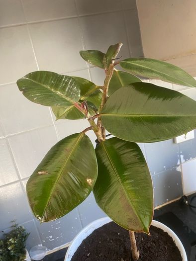 ficus elastica rubber plant