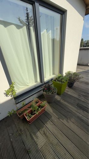 5 plants and garden stuff