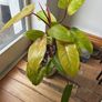 Philodendron Painted Lady Image 4