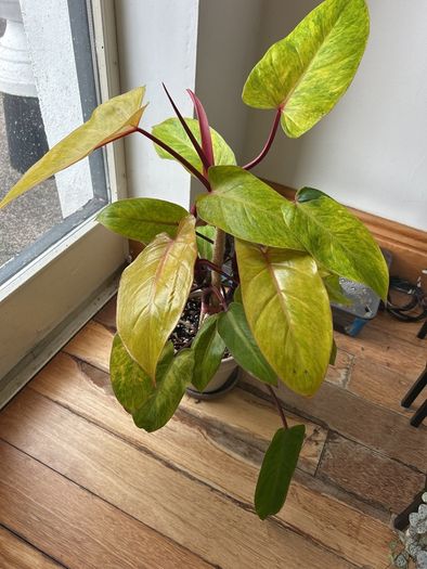 Philodendron Painted Lady