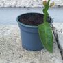 Epiphyllum oxypetalum Queen of the Night Image 2