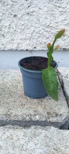 Epiphyllum oxypetalum Queen of the Night