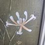 large  vintage botanical oil painting,Australian wildflowers Image 5