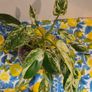 Philodendron Emerald Queen Image 7