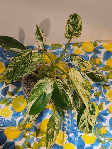 Philodendron Emerald Queen