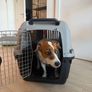 Pet Transport Dog Carrier IATA Image 4