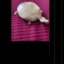 Brass Turtle Image 2