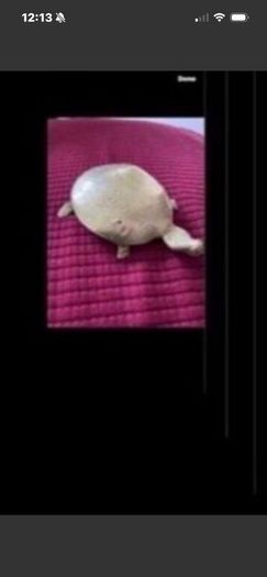 Brass Turtle