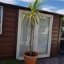 Palm Tree Image 7