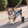 Dog Wheelchair for Back Legs, Adjustable 2 Wheels Pet Wheelchair Image 8