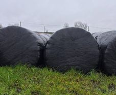 Red clover silage