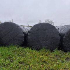 Red clover silage