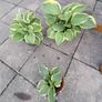 Hosta Plants Image 3