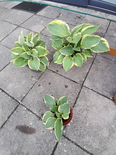 Hosta Plants