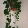 Beautiful large hanging plant Image 2