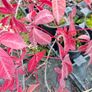 Virginia Creeper Two Euros Image 4