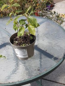 Wild cherry plant