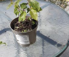 Wild cherry plant
