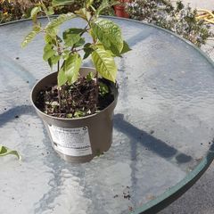 Wild cherry plant